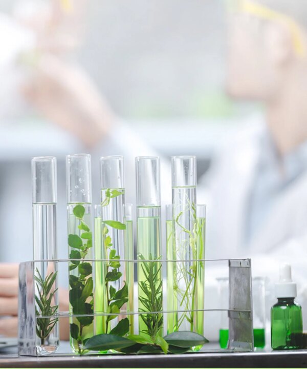 Opciones de paquete de 6 y 10 parches de repelente de citronela