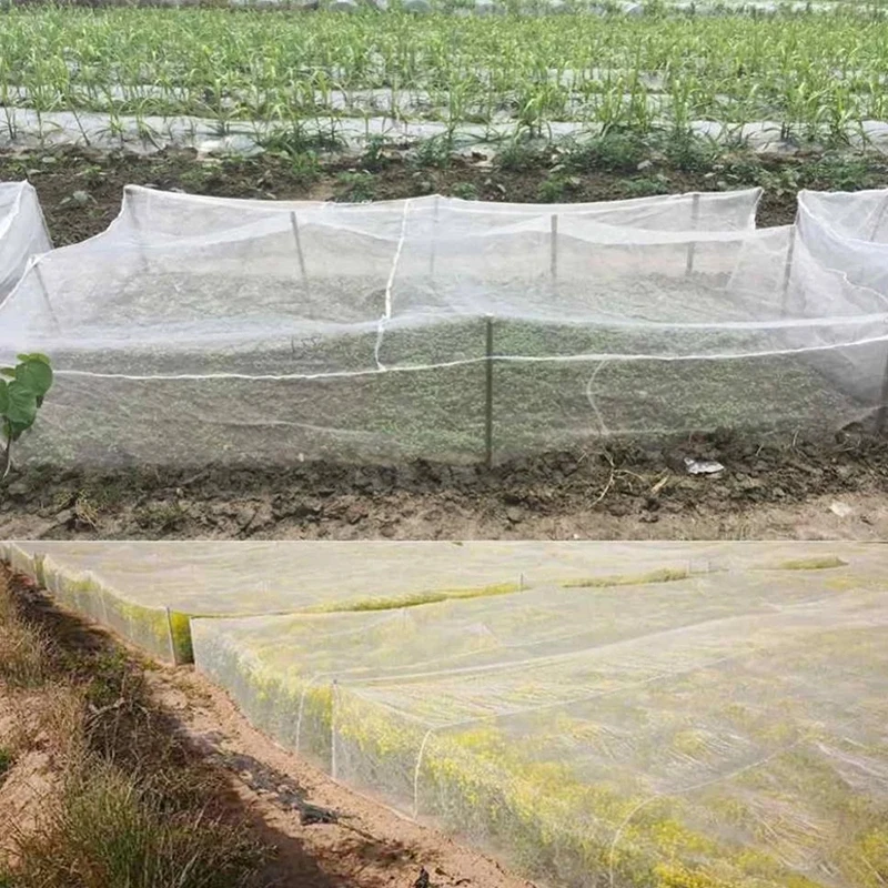 Instalando a tela sobre um horto de vegetais para prevenir pragas