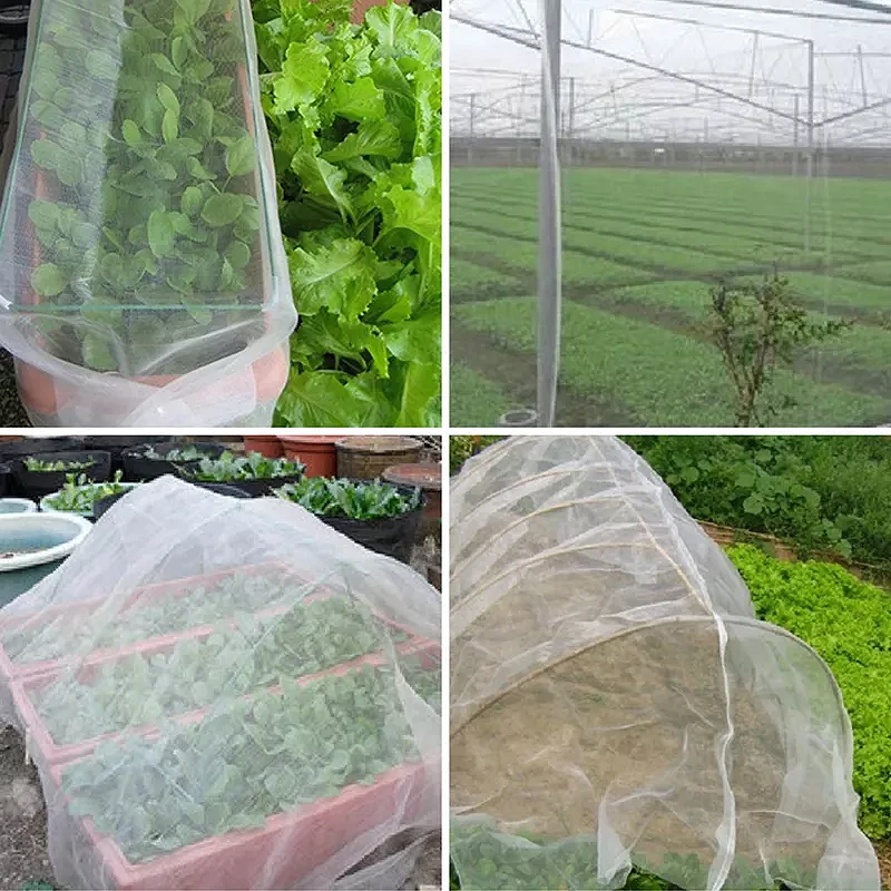 Mesh mosquito netting protecting a grapevine in an orchard